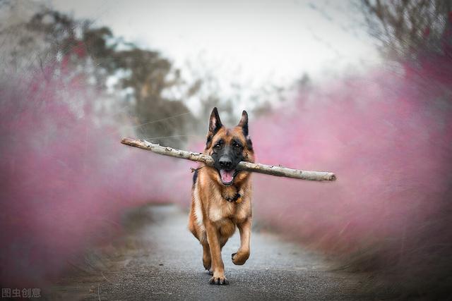 德牧犬的优点和缺点，德国牧羊犬的缺点有哪些（劝你不要盲目饲养）