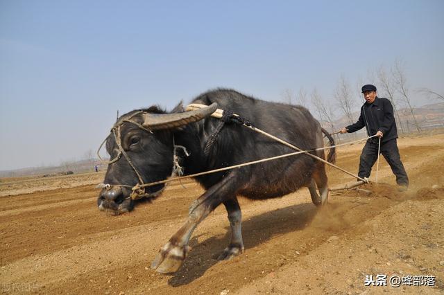 2020年为什么是寡妇年，今年为什么叫寡妇年（民间为何要把2021年称为“寡妇年”）