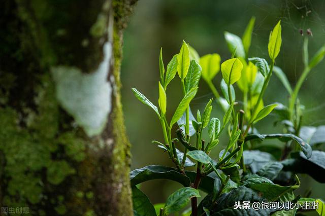 喝普洱茶能减肥吗，常喝普洱茶减肥吗（一年喝50斤，效果是我这样）