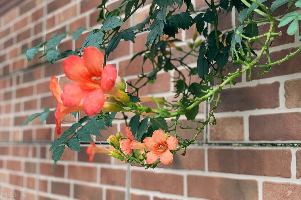 有些农村庭院种植凌霄花很流行，为啥有的农村老人很讨厌这种花呢？凌霄容易种植吗？