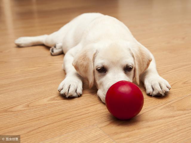 金毛一般买公的还是母的，金毛犬吃什么食物最好（选择金毛犬还是拉拉犬）