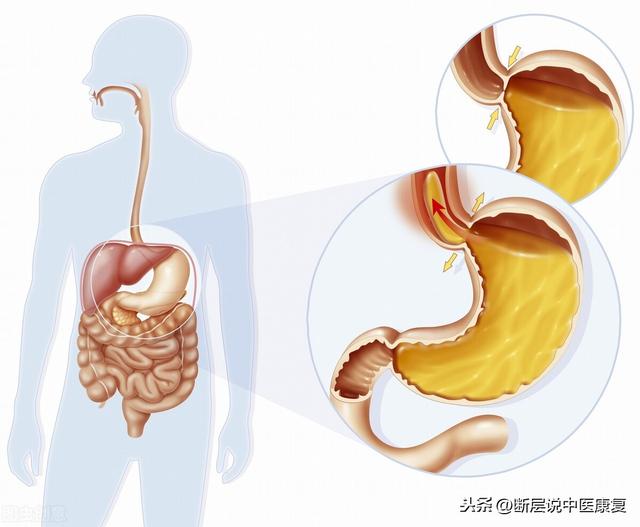 头静脉的位置图片，猪前腔静脉采血血管解剖位置图（最全人体解剖学知识点整理）