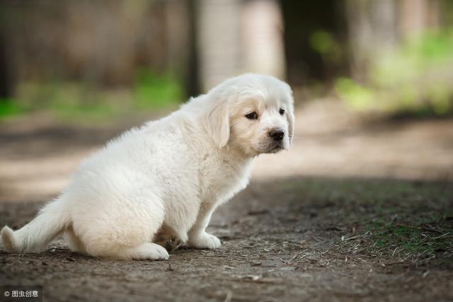 金毛一般买公的还是母的，金毛犬吃什么食物最好（选择金毛犬还是拉拉犬）