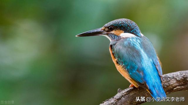 鹦怎么组词，鹦组词（鹦怎么组词（三年级语文上册《搭船的鸟》课文详解）