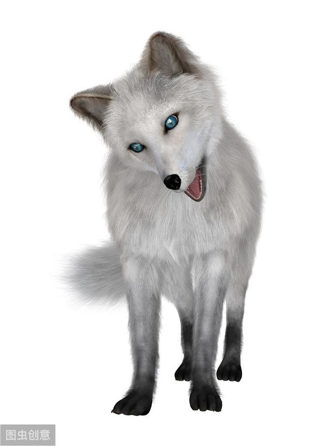 现在人工养殖的雪狐，雪狐可以养吗（狐狸可以当做宠物来养吗）