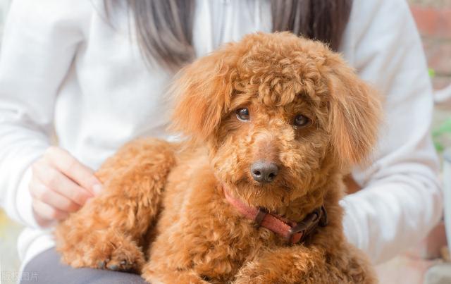 怎样饲养小泰迪犬，怎样饲养小泰迪犬幼崽（宠物医生：7项实用经验总结）