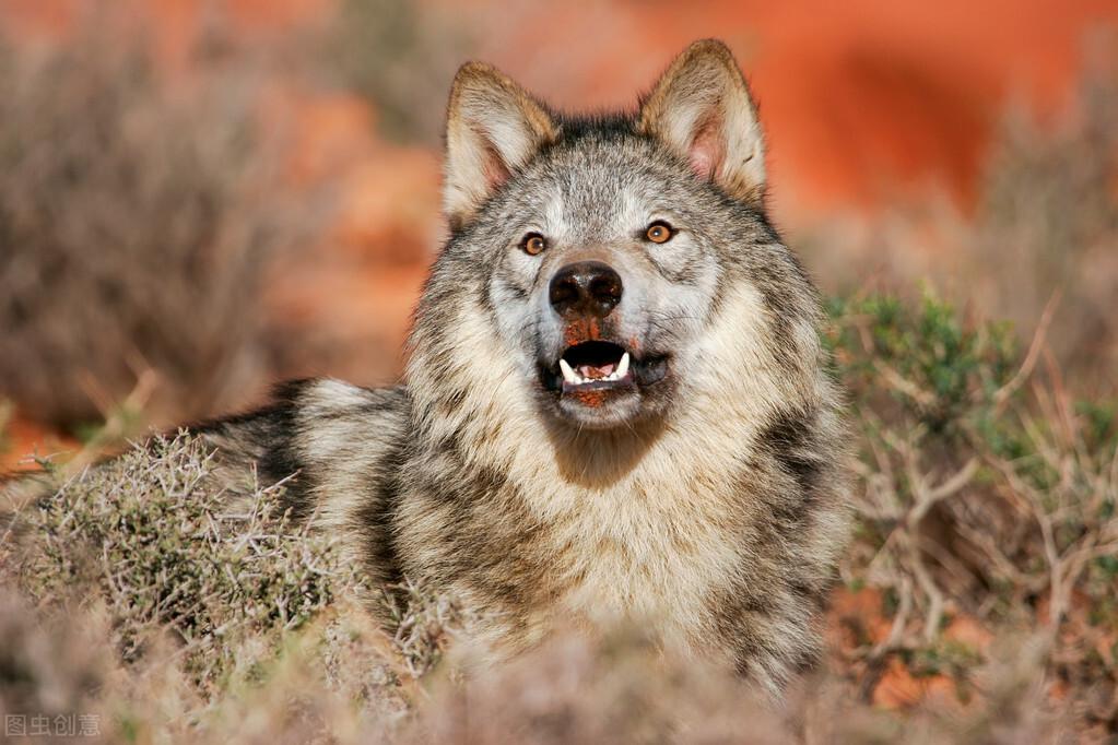 北美大灰狼真实图片图片