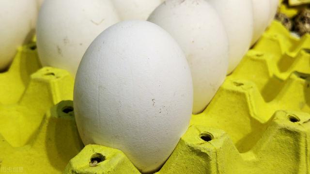 一个鹅蛋的营养等于几个鸡蛋，鹅蛋治心脏供血不足的偏方（一个鹅蛋等于几个鸡蛋）