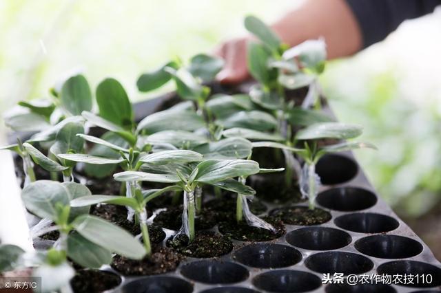 西瓜是怎么种出来的，西瓜籽种西瓜怎么种（最全西瓜催芽育苗技术）