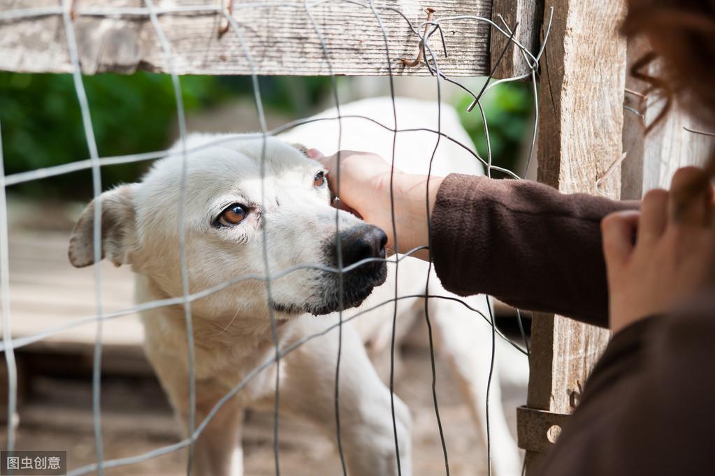 体味小不掉毛安静的狗，智商高又不掉毛的狗大型犬（不掉毛、无异味、体型小的6种狗）