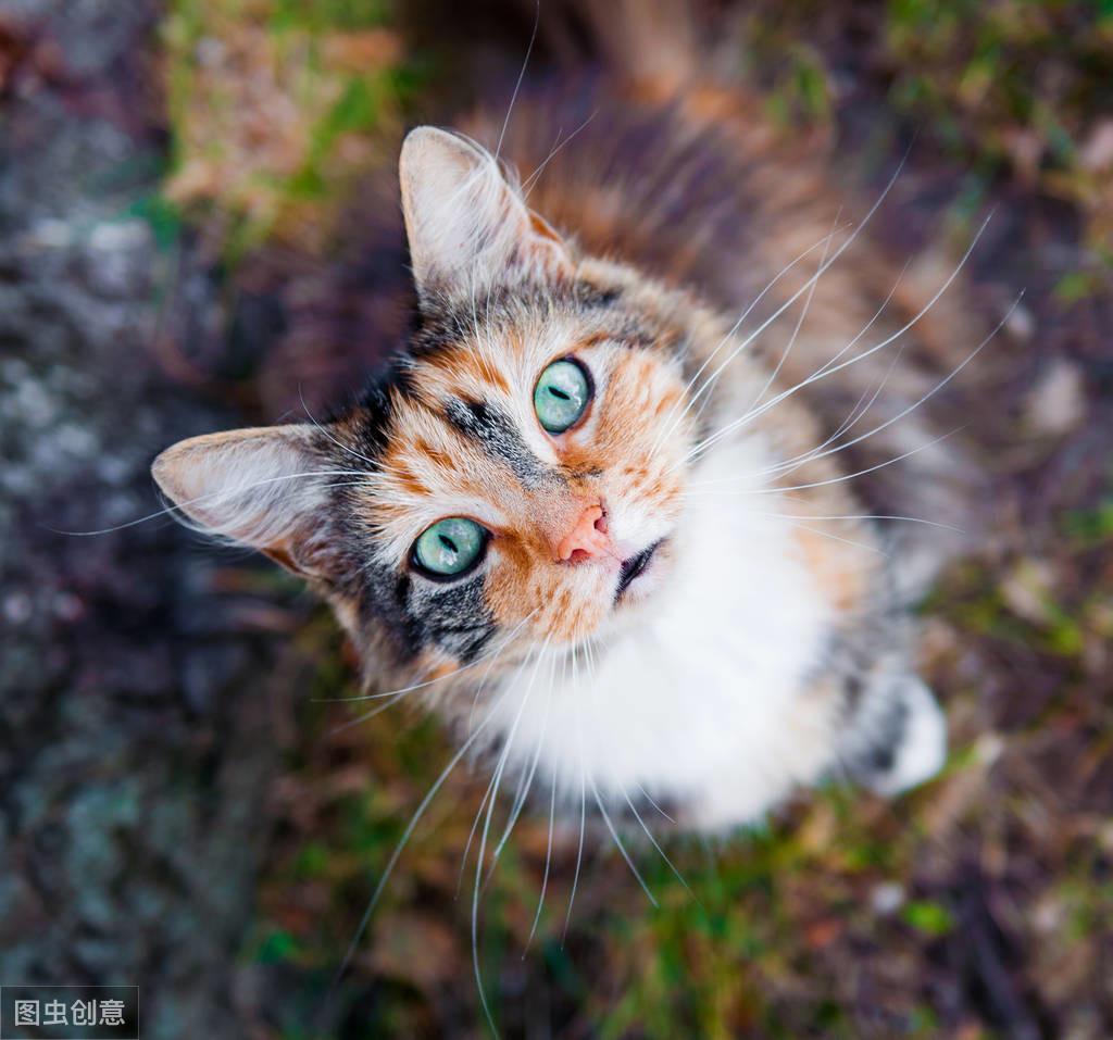 猫身上有跳蚤(家里放一物绝对没跳蚤)