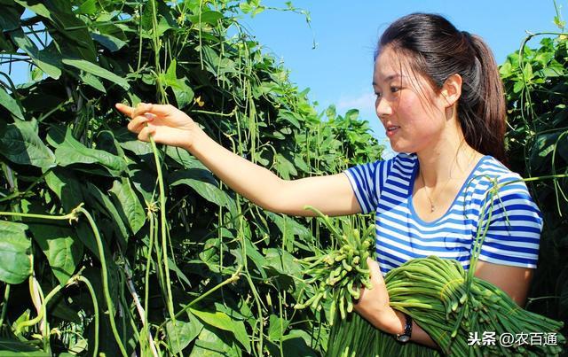 豆角的营养价值，豆角含有哪些营养有什么作用（豆角的4大生长期特征与需肥特点及5大缺素症状识别）