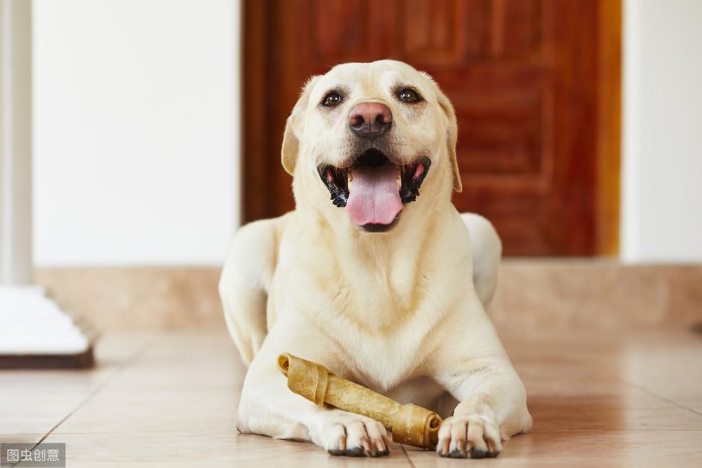 狗狗睡觉声音急促？了解下{犬咳嗽}（什么是犬咳嗽如何预防和治疗）