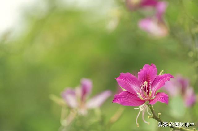 紫荆花是哪里的区花，紫荆花种在什么地方（路边的这种紫荆花与香港区花却大有不同）
