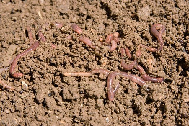 蚯蚓对土壤的作用图片
