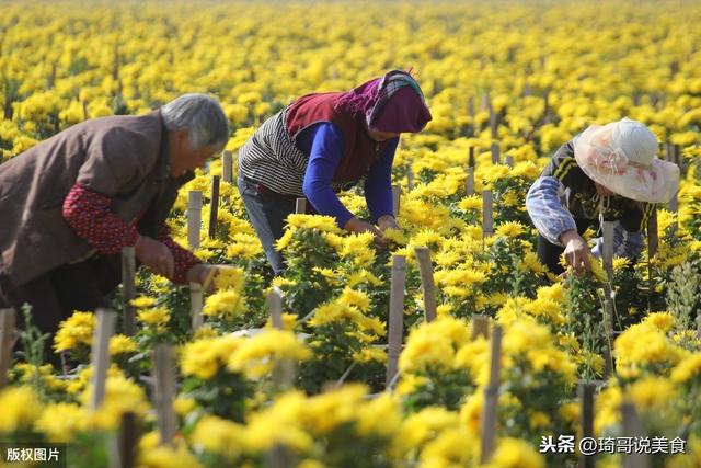 菊花茶怎么泡才正确，喝菊花茶对身体有什么好处（记住这4种方法）