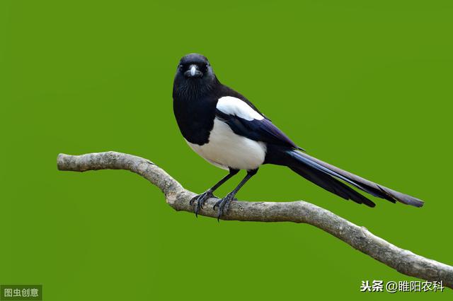 防鸟网可以有效防鸟防害吗，防鸟网用什么样的比较好（这些驱鸟方法最有效）