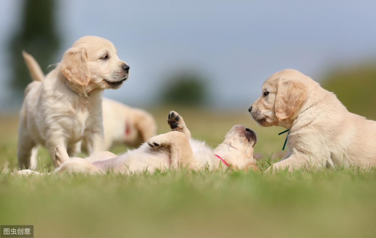 如何训练7个月的金毛狗狗（让你的金毛成为最优秀的犬只）