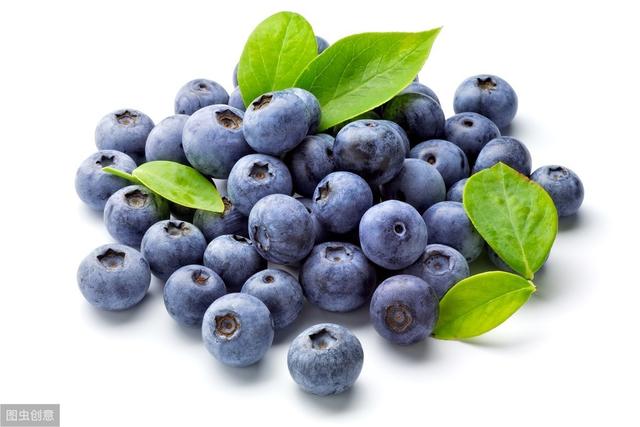 藍莓畝產量多少斤，藍莓一畝地能產多少斤（自身特點是基礎）