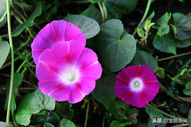 牵牛花为什么叫牵牛花，牵牛子有什么作用（明明没有牛，为何它叫牵牛花）