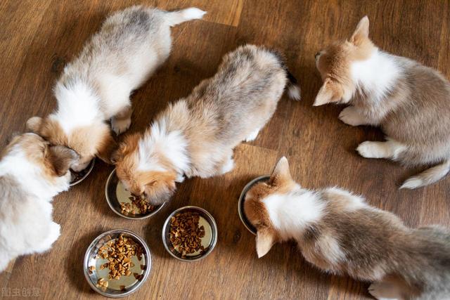 幼犬的喂食正确方法，幼犬的喂食正确方法视频（狗狗喂养大学问：如何喂养幼犬）