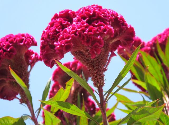 兔尾草花语是什么，兔尾草干花花语（那12生肖的代表植物我选这些）