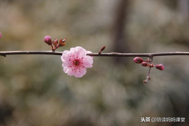 汉字灭怎么组词，灭组词（小学生必考的换偏旁组词汇总）