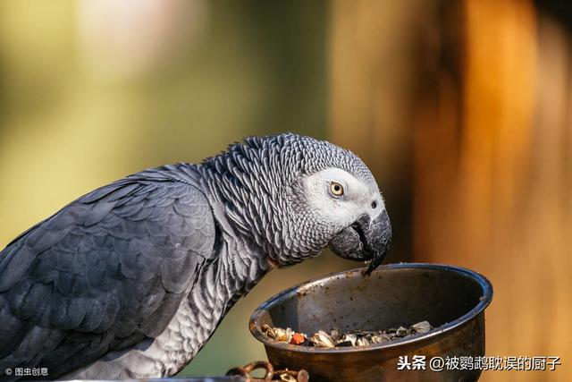 虎皮鹦鹉吃什么，虎皮鹦鹉吃些什么（炎炎夏日：你还傻傻的只喂鸟粮）