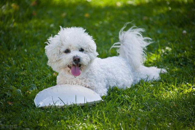 饲养比熊犬有哪些需要注意，饲养比熊犬有哪些需要注意事项（做好这七个点）