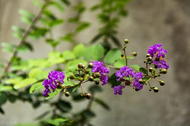 紫薇是什么意思，紫薇的象征寓意是什么（打破了“花无百日红”的魔咒）