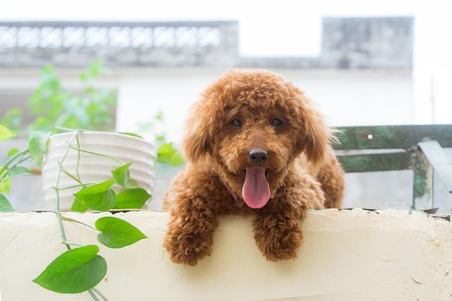 泰迪犬的种类及特征，泰迪都有这6大特点