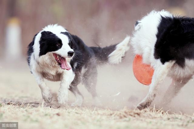 边境牧羊犬优缺点，中亚牧羊犬优缺点（养“边境牧羊犬”的5大坏处）