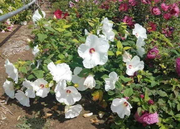 芙蓉花谢了怎么样修剪，盆栽芙蓉花的修剪方法（“大花芙蓉”花比脸大）