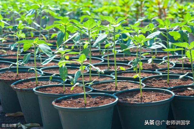 萌芽的意思，才理解什么是“芳草萋萋”、什么是“群英荟萃”