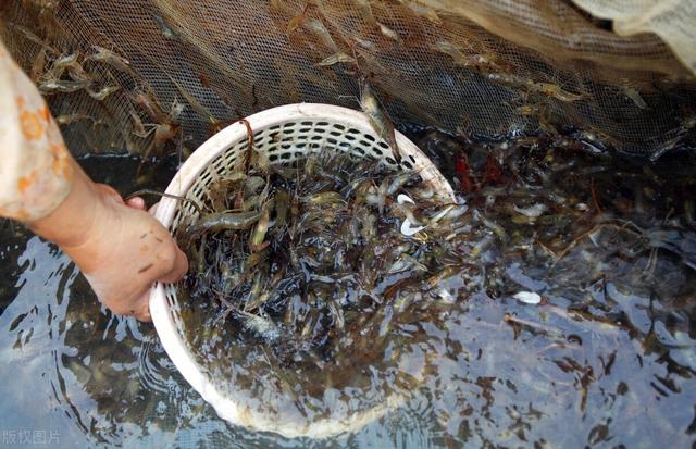 海虾和海水虾怎么区别，商贩：价格不一样