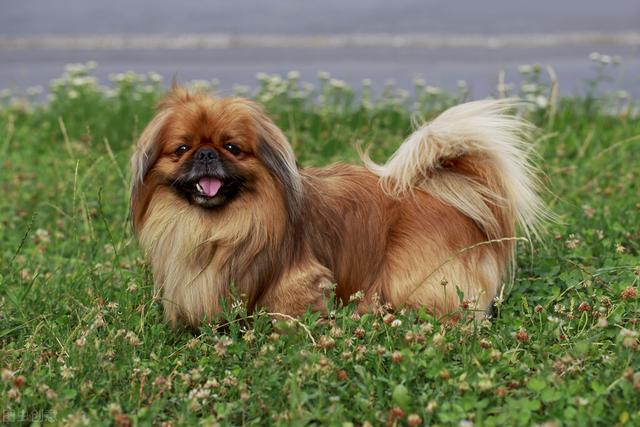 比熊寿命能超过几年，受欢迎的10种小型犬