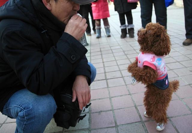 泰迪犬的种类及特征，泰迪都有这6大特点