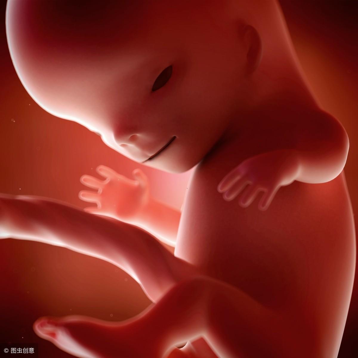 14周女孩胎儿图图片