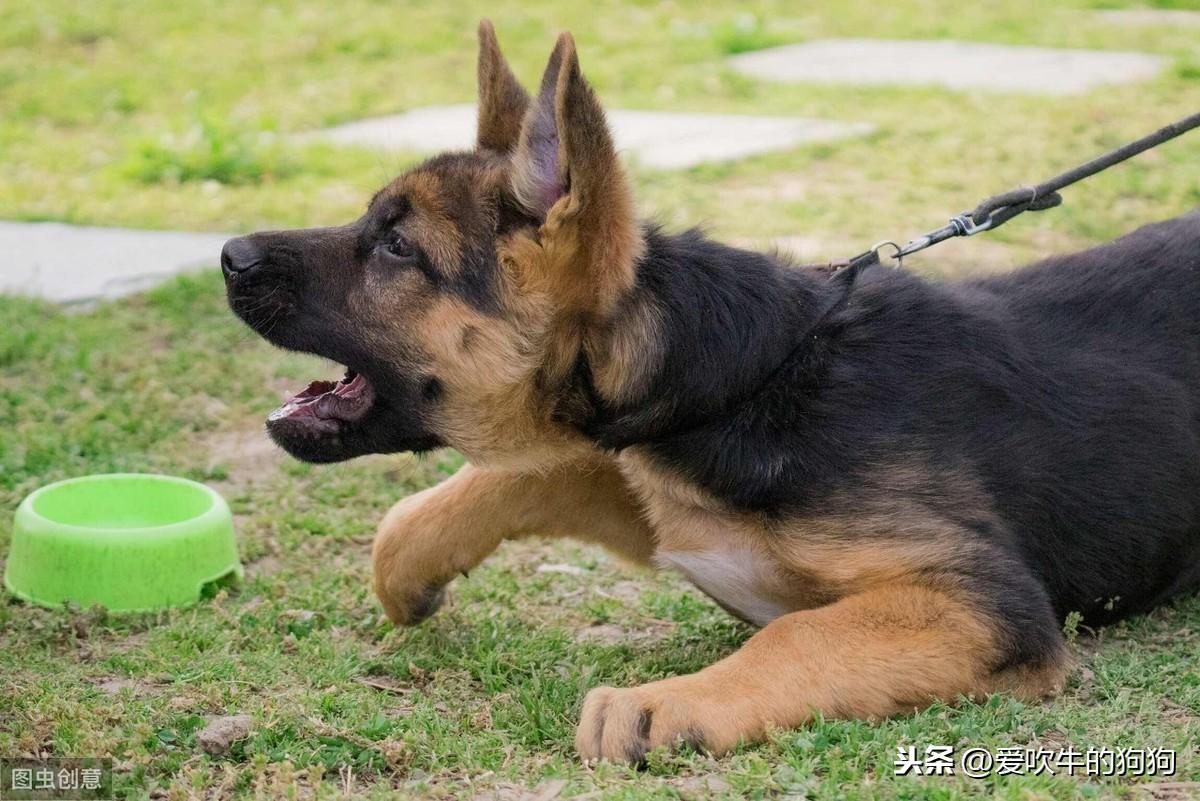 德国牧羊犬幼犬的饲养方法，牧羊犬怎么喂