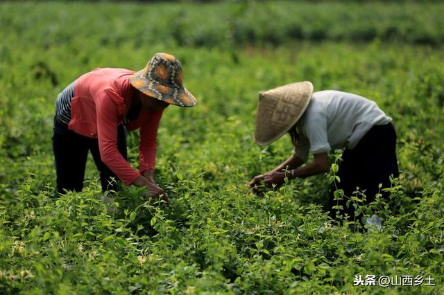 金银花种苗价格，金银花树苗多少钱一棵（一亩地能产300斤）