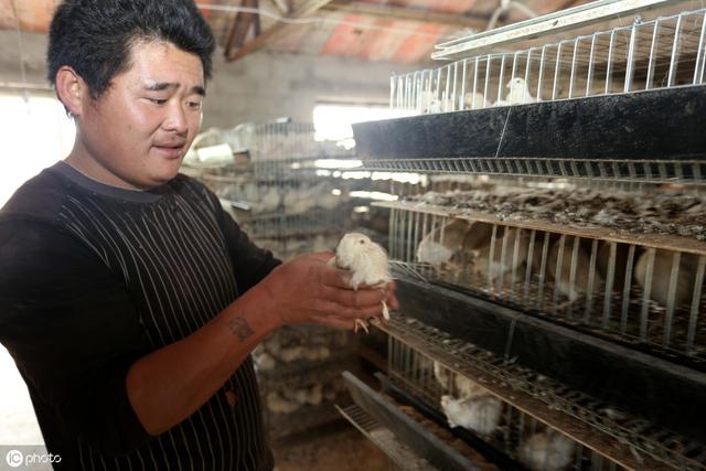 如何飼養鵪鶉,如何飼養鵪鶉苗(養殖鵪鶉需要哪些條件)