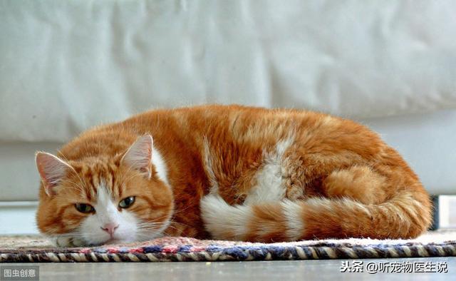 猫咪一天睡多久，猫一天要睡多长时间（是什么原因导致猫咪一天睡15小时）