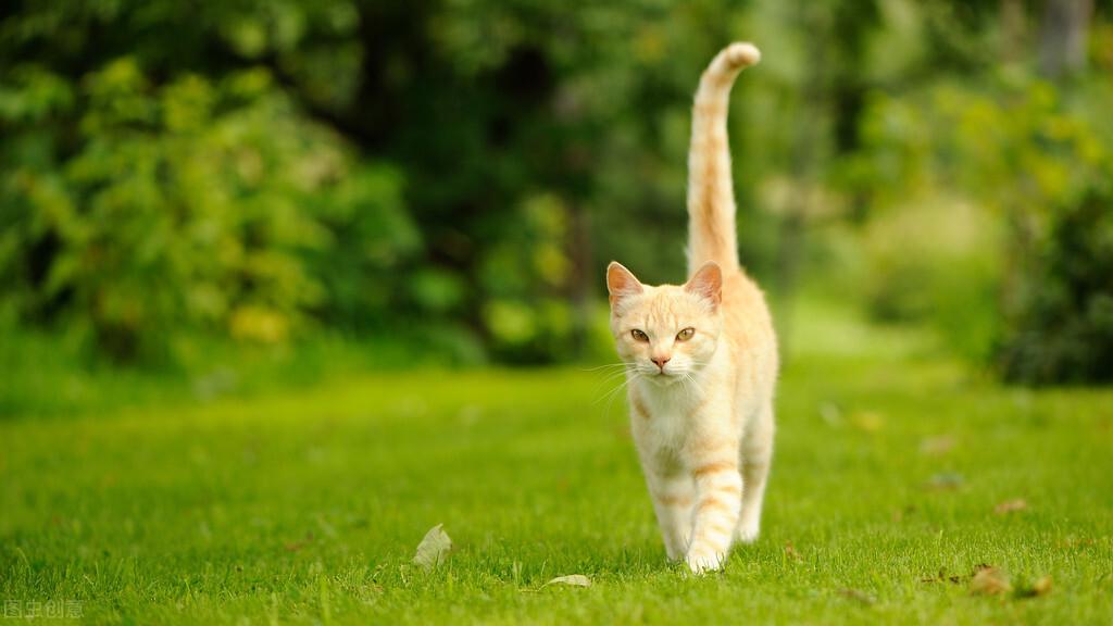 猫咪摇尾巴(猫咪为什么不停的甩尾巴)