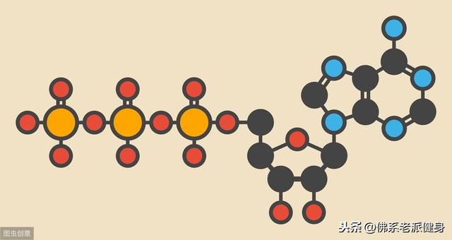 腺苷由什么组成，腺苷包括什么（<ATP>——新陈代谢的能量基础）