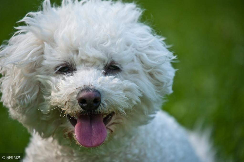 比熊狗狗皮肤病怎么办？（治疗比熊犬皮肤病的有效方法）