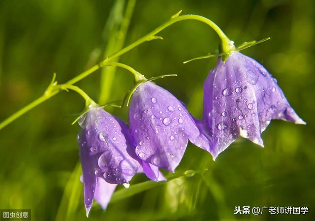 萌芽的意思，才理解什么是“芳草萋萋”、什么是“群英荟萃”