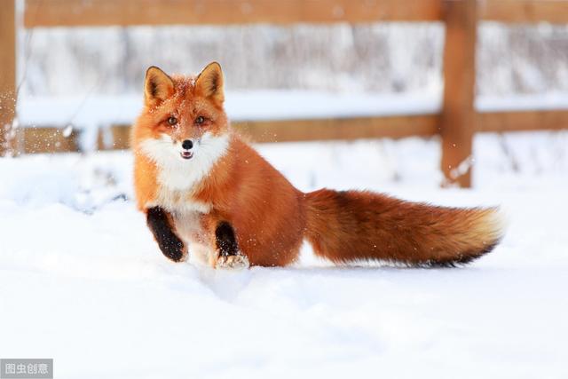 现在人工养殖的雪狐，雪狐可以养吗（狐狸可以当做宠物来养吗）