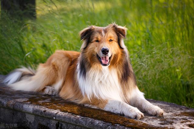 比利时牧羊犬的简介