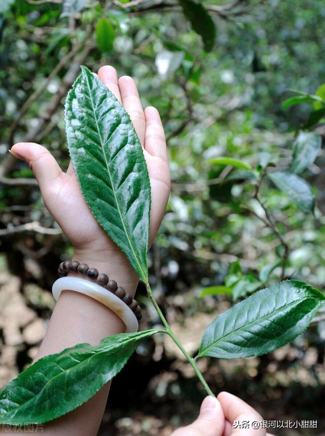 喝普洱茶能减肥吗，常喝普洱茶减肥吗（一年喝50斤，效果是我这样）