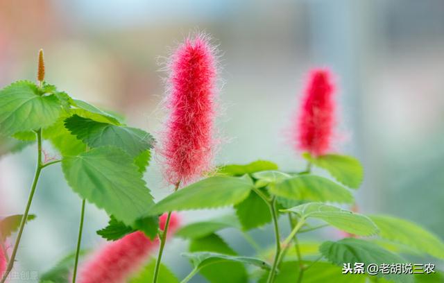 苋菜的功效和作用，苋菜功效和作用（常用苋菜来充饥”是啥意思）